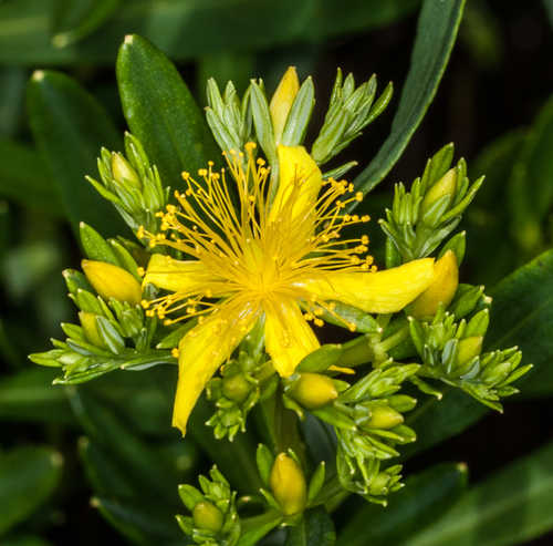 Hypericum densiflorum #17